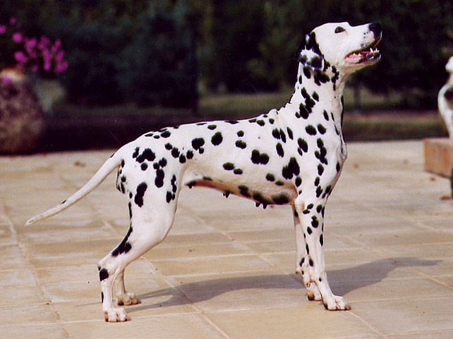 Dalmatian dog 