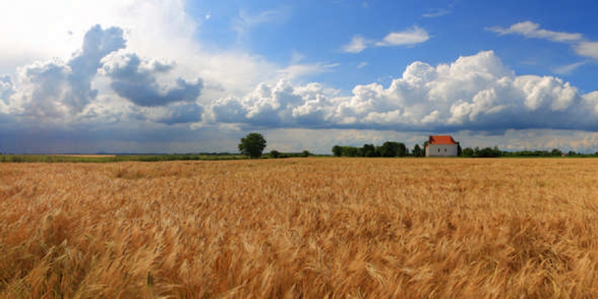 Slavonia & Baranja wheat field - AndAdventure Croatia