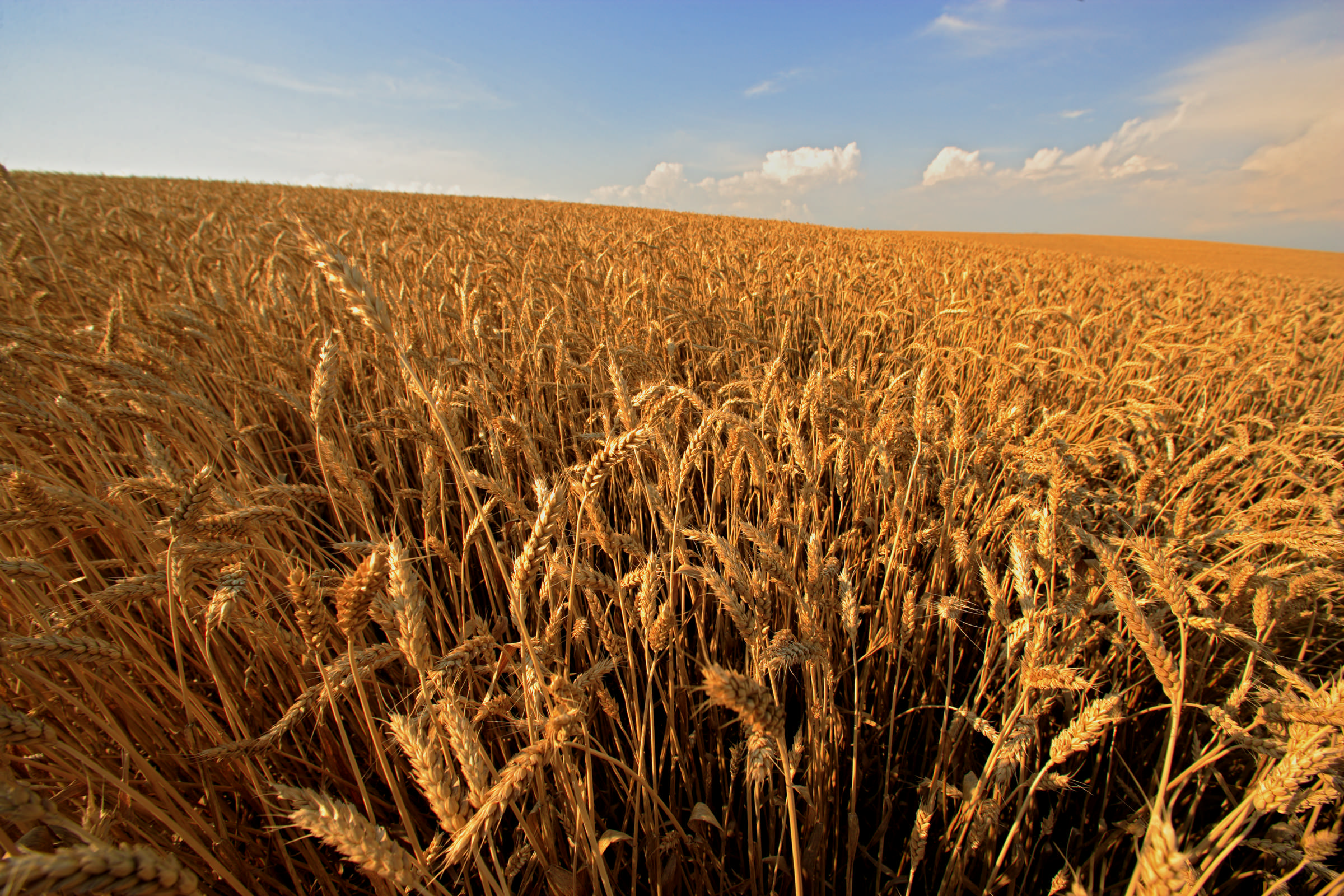 Slavonia & Baranja wheat field