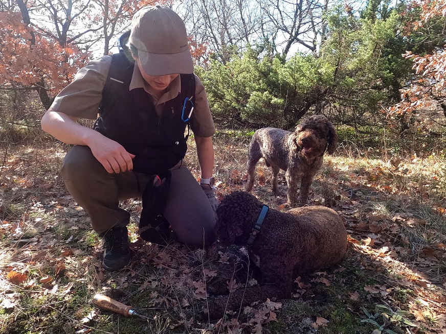 Truffle hunting with dogs